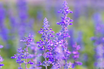 Fototapeta premium Beautiful spring background with Salvia farinacea Benth.