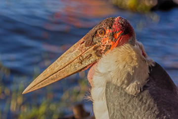 Marabu