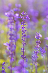 Beautiful spring background with Salvia farinacea Benth.