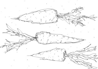 Handdrawn sketch of carrots set, isolated on white.