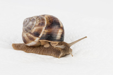 Garden snail - Stock image macro.