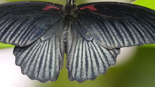 The black shiny whings of a butterfly. Back view of the butterfly with its black with gray wide open wings