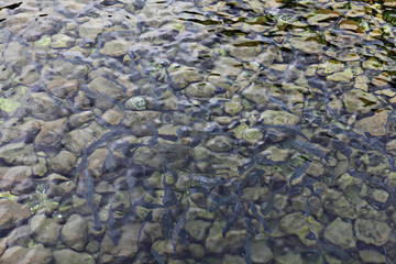 school of fish water background texture