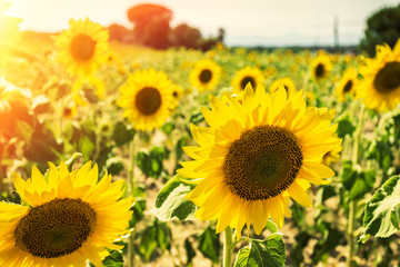 Fototapeta premium Sunflowers