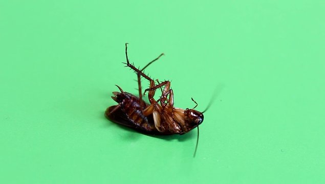 Cockroach lying dying on a green screen 