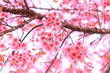pink cherry flowers blossom on branch against blue sky background