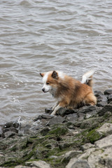 Hund sitz am Wasser und beobachtet