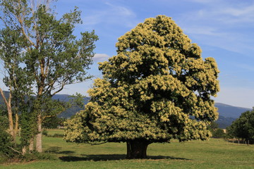 châtaignier en fleur