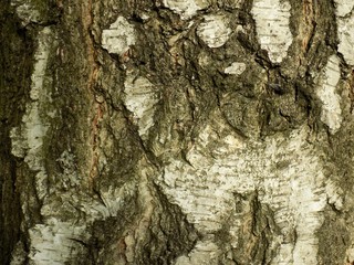 Birch bark