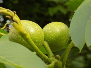 Immature walnuts