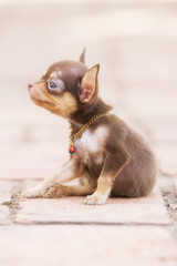 Chihuahua puppy, 2 months old soft focus