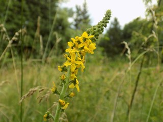 Agrimony