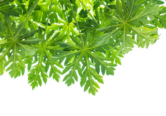 leaves of papaya