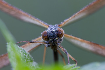 Dragonfly eyes