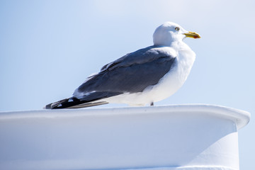Silbermöwe, Larus argentatus Pontoppidan