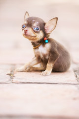 Chihuahua puppy, 2 months old soft focus