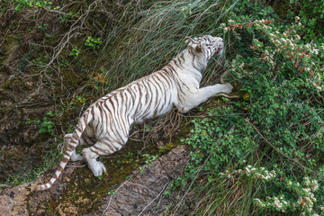 Fototapeta na wymiar Panthera tigris. Tigre de Bengala blanco, trepando. 