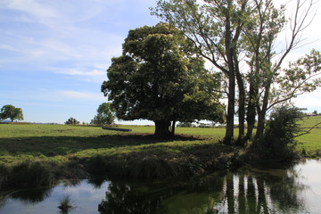 châtaignier en fleur