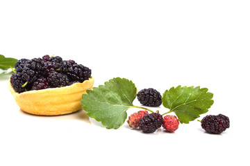 branch with berries Mulberry