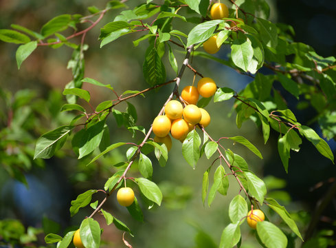 Branch with fruits of a yellow cherry plum (Prunus cerasifera)