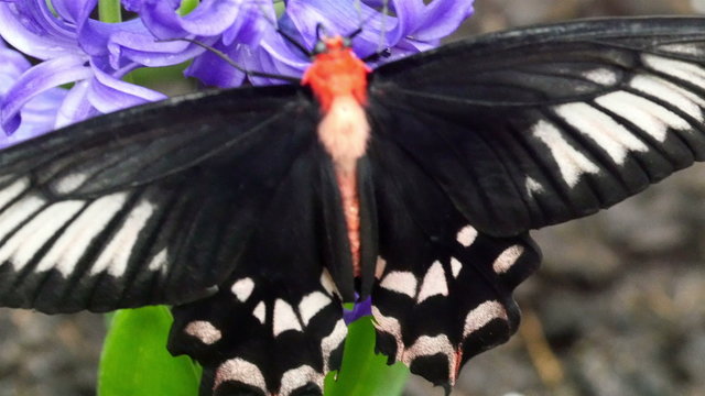 The black with white spots butterfly is on a purple flower. The wings of the butterfly is widely open