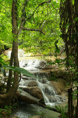 The forest and waterfall