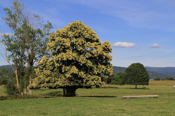 ch&acirc;taignier en fleur