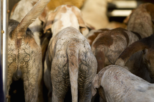 A pack of foxhounds. 