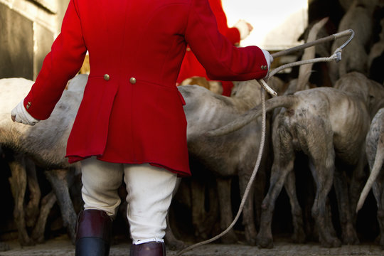 Foxhounds in trailer with hunter in traditional clothing