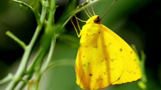 A yellow butterfly hanging on a leaf and caterpillar. The butterfly is sticking on the green leaf of a plant