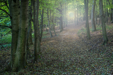 Forest landscape