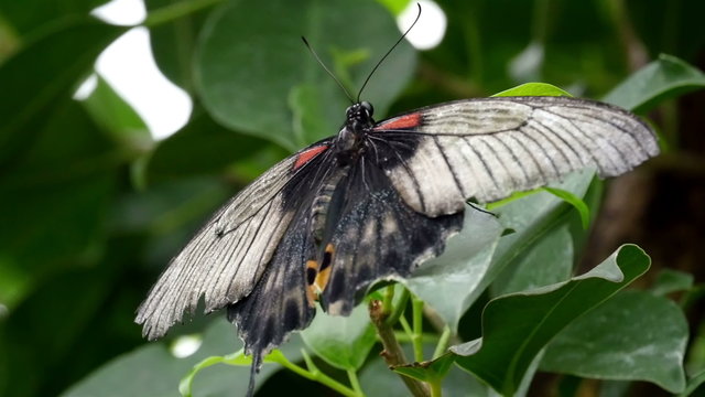 Black and white butterfly with wings wide open sticking on the leaf of a plant in the garden