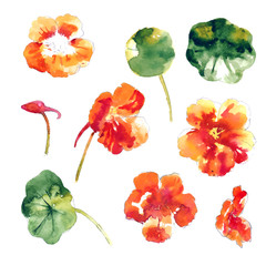 Collection of watercolor nasturtium flowers
