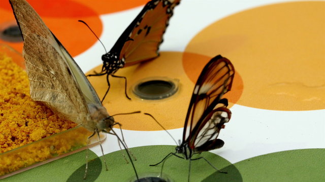 Three brown butterflies sucking some water from a hole in a colorful object
