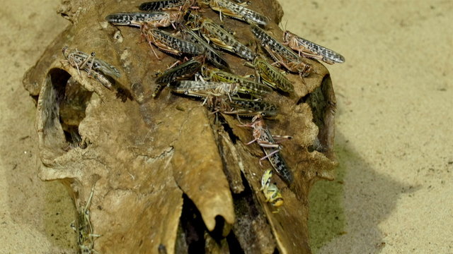 Grasshoppers flock on the rooten wood or skull. The grasshopper is an insect of the suborder Caelifera in the order Orthoptera sometimes referred to as the short-horned grasshopper