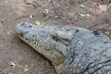 Fototapeta premium Portrait of a Nile Crocodile