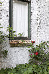window in white painted brick wall and red roses