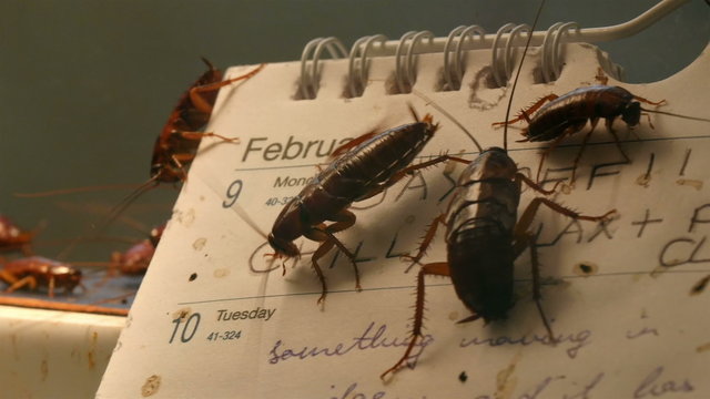 Lots of dirty cockroaches are on a calendar. These cockroaches are so dirty climbing on the table calendar