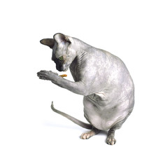 Black or blue canadian sphynx cat with green eyes isolated on a