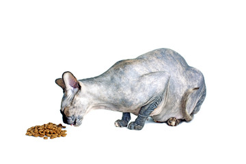 Black or blue canadian sphynx cat with green eyes eating dry cat