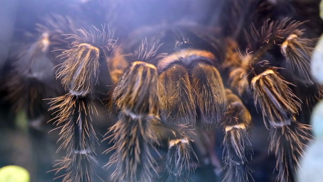 A big tarantulla on a glass. The slow moving tentacles of the tarantula with very thick hair