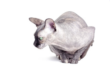 Black or blue canadian sphynx cat with green eyes isolated on a