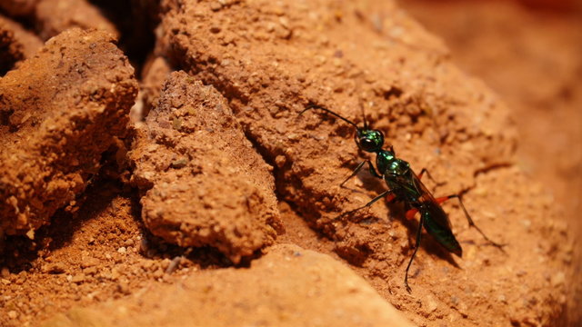 An emerald cockroach wasp crawling into a rotten wood. The emerald cockroach wasp or jewel wasp is a solitary wasp of the family Ampulicidae. 