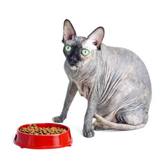 Black or blue canadian sphynx cat with green eyes eating dry cat