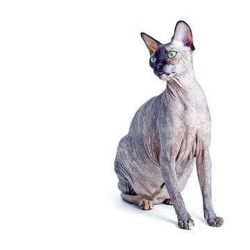 Black or blue canadian sphynx cat with green eyes isolated on a