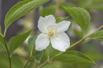 white jasmine flower in bloom