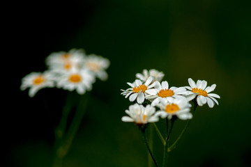 Wild daisy (Tanacetum corymbosum) flowers macro.