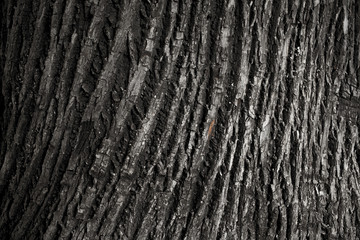 Oak Bark Texture
