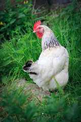 hen