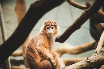 Fototapeta premium monkey